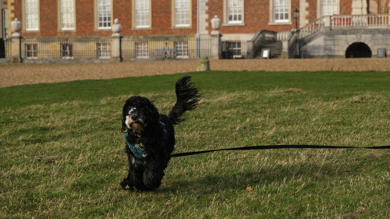 Bernie the dog enjoys a run on a longline outside Wimpole Hall